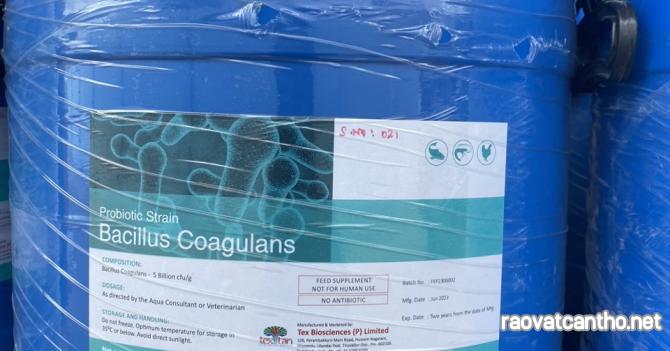 Bacillus coagulan men vi sinh đơn dòng Ấn Độ