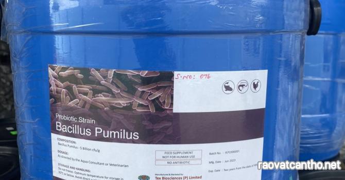 Bacillus Pumilus men vi sinh đơn dòng Ấn Độ