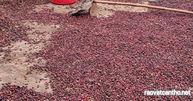 Khởi Đầu Ngày Mới Trọn Vẹn Với Một Tách Cà Phê Nguyên Chất Chuẩn Vị! ☕